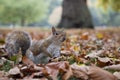 Squirrel caught and flees Royalty Free Stock Photo