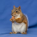 The squirrel is centered sitting upright conveying a sense of natural curiosity Royalty Free Stock Photo