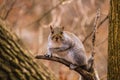 Squirrel in Central park