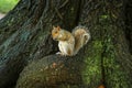 Squirrel of the Central park. Manhattan. New York. The USA Royalty Free Stock Photo