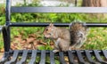 Squirrel in Central Park, New York