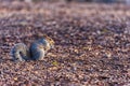 Squirrel in Central Park in New York. Eating Nut. Royalty Free Stock Photo