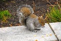 Squirrel of the Central park, New York Royalty Free Stock Photo