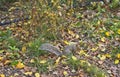 Squirrel in Central Park, New York Royalty Free Stock Photo