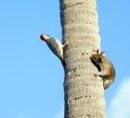 Squirrel chasing a Woodpecker bird