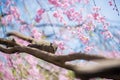 A squirrel and cherry blossom Royalty Free Stock Photo