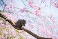 A squirrel and cherry blossom Royalty Free Stock Photo