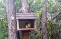 Squirrel chewing food in a wooden house attached to a tree in the forest Royalty Free Stock Photo