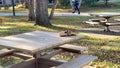 Squirrel chewing its way into a takeout box on a wooden table outdoors