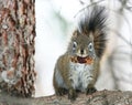 Squirrel chewing a pine cone