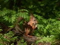 Squirrel chews bone Royalty Free Stock Photo