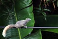 Asia squirrel, chipmunk walk or run slow climb power lines in the morning Royalty Free Stock Photo