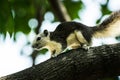 Squirrel in Chulalongkorn University