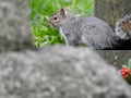 Squirrel in a church yard Royalty Free Stock Photo