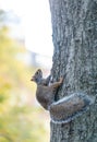 Squirrel in a city park Royalty Free Stock Photo