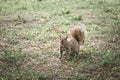 Squirrel in a city park Royalty Free Stock Photo