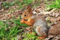 Squirrel Royalty Free Stock Photo