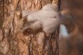 Squirrel clambers on tree