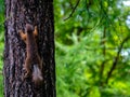 The squirrel cleverly scrambles up the larch trunk. Copy space.