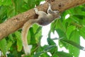 A squirrel climbing on a big tree. Royalty Free Stock Photo