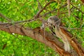 A squirrel climbing on a big tree. Royalty Free Stock Photo