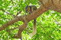 A squirrel climbing on a big tree. Royalty Free Stock Photo
