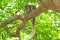 A squirrel climbing on a big tree. Royalty Free Stock Photo