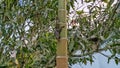 squirrel climbing down the betel nut tree Royalty Free Stock Photo