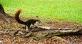 Squirrel climbing down a tree. Cute looking small furry animal