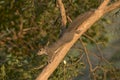 Squirrel climbing down a tree Royalty Free Stock Photo