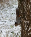 Squirrel climbing down a tree trunk in a snowy forest, showcasing its agility and natural behavior in a winter landscape Royalty Free Stock Photo