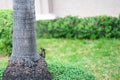 Squirrel climbing and hide behind palm tree on green garden background