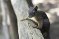 Squirrel climbing on the rail