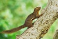 Squirrel Climbing A Tree