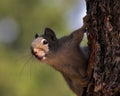 Squirrel climbing on tree