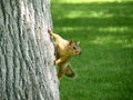 Squirrel Climbing Tree