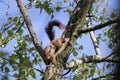 A squirrel climbing in a tree, carefully climbing through all branches.
