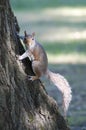 Squirrel climbing a tree and looking to the camera Royalty Free Stock Photo