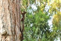 Squirrel climbing a tree