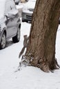 Squirrel Climbing Tree In Snow