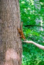 A squirrel climbs down an oak tree to take