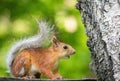 Squirrel climbs to top a tree