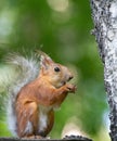 Squirrel climbs to top a tree