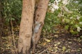 Squirrel climbs a tree trunk in the forest