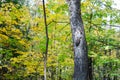 The squirrel climbs the tree under the sunlight in autumn forest