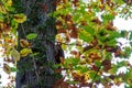 A squirrel climbs up a tree