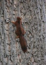 Squirrel climbs up a Tree Trunck