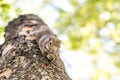 Squirrel clinging and eating nuts