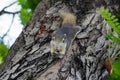 Squirrel clinging to a tree