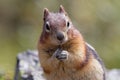 Squirrel close up, Banff Canada Royalty Free Stock Photo